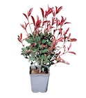 Plante d'extérieur Photinia en pot de 5 L dans le catalogue Castorama