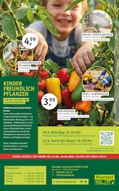 Fleischfressende Pflanzen im ROSENGUT Langerwisch Prospekt in Potsdam Aktueller ROSENGUT Langerwisch Prospekt mit Fleischfressende Pflanzen, "WILLKOMMEN SOMMER!", Seite 12