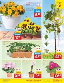 Blumen im aktuellen Netto Marken-Discount Prospekt (Wuppertal) Blumen im Netto Marken-Discount Prospekt "Aktuelle Angebote" mit 60 Seiten (Wuppertal)