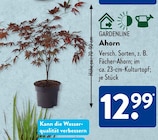 Ahorn im ALDI SÜD Prospekt Ahorn von Gardenline im aktuellen ALDI SÜD Prospekt für 12,99 €