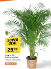 Goldfruchtpalme Angebote von Grow by OBI bei OBI Wermelskirchen für 29,99 €