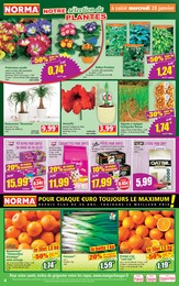 Offre Oignon dans le catalogue Norma du moment à la page 4