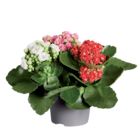 Kalanchoé tricolore - Lidl à Antony Kalanchoé tricolore en promo chez Lidl Antony à 3,49 €