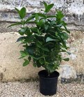 Menthe gros pot sans résidu de pesticides en promo à 3,00 € chez Géant Casino Menthe gros pot sans résidu de pesticides dans le catalogue Géant Casino