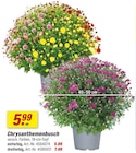 Aktuelle Chrysantheme Angebote bei toom Baumarkt in Bremen Aktuelles Chrysanthemenbusch Angebot bei toom Baumarkt in Bremen ab 5,99 €