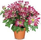 Chrysantheme im Angebot bei Netto Marken-Discount in Saarbrücken Chrysantheme Angebote bei Netto Marken-Discount Saarbrücken für 2,49 €