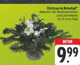 Christrose im Betontopf Angebote bei EDEKA Weimar für 9,99 €