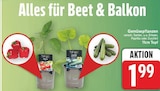 Gemüsepflanzen im aktuellen E center Prospekt