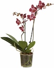 Orchidée - Lidl à Aix-en-Provence Orchidée en promo chez Lidl Aix-en-Provence à 6,99 €