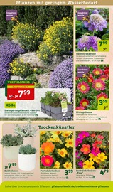 Ähnliche Angebote wie Alpenveilchen im Prospekt "Blütenzauber für fleissige Bienchen!" auf Seite 4 von Pflanzen Kölle in Wiesbaden