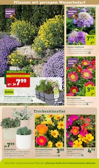 Blumen im Pflanzen Kölle Prospekt "Blütenzauber für fleissige Bienchen!" mit 16 Seiten (Potsdam)