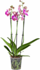 Schmetterlings-Orchidee im Angebot bei Hagebaumarkt in Oberhausen Schmetterlings-Orchidee Angebote von Gartenkrone bei Hagebaumarkt Oberhausen für 9,99 €
