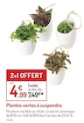 Plantes vertes à suspendre - Botanic Plantes vertes à suspendre à 4,99 € dans le catalogue Botanic