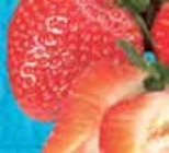 E center Traunreut - Bio-Erdbeeren Angebot im Prospekt Bio-Erdbeeren bei E center im Traunreut Prospekt für 3,99 €