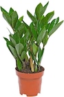 Aktuelles Glücksfeder Angebot bei Penny in Jena ab 3,99 €