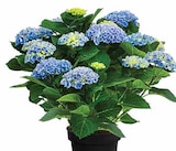 Aktuelles Hortensie 'Magical' Angebot bei Dehner Garten-Center in Dresden ab 19,99 €