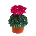 Gamm vert Segré - Promo Cyclamen midi collection ECLOZ Promo Cyclamen midi collection ECLOZ à 5,99 € dans le catalogue Gamm vert à Segré