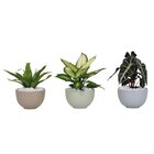 Coupe de plante verte en promo chez Carrefour Angers à 8,99 €
