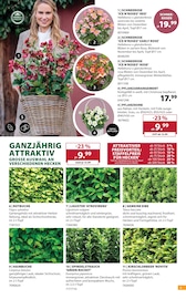 Korb im Dehner Garten-Center Prospekt in Ingolstadt Aktueller Dehner Garten-Center Prospekt mit Korb, "AKTUELLE ANGEBOTE", Seite 5
