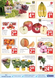 Marktkauf Blumen im Prospekt 