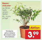 Beerensträucher im Netto Marken-Discount Prospekt Beerensträucher von im aktuellen Netto Marken-Discount Prospekt für 3,99 €