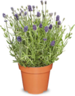 Lavendel im Angebot bei Netto Marken-Discount in Herten Lavendel Angebote bei Netto Marken-Discount Herten für 2,29 €