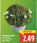 Polsterstauden im aktuellen E center Prospekt
