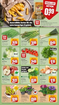 Fenchel im aktuellen REWE Prospekt (Bielefeld) Fenchel im REWE Prospekt "Dein Markt" mit 18 Seiten (Bielefeld)