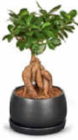 Bonsai im Angebot bei Netto Marken-Discount in Löhne Bonsai Angebote bei Netto Marken-Discount Löhne für 9,99 €