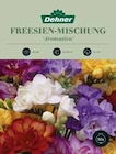 FREESIEN-MISCHUNG 'AROMATICA' Angebote von Dehner bei Dehner Garten-Center Speyer für 8,99 €