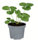 toom Baumarkt Rosbach (Höhe) Prospekt mit  im Angebot für 1,69 €