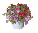 toom Baumarkt Zettemin - Trio-Minipetunie Angebot im Prospekt Trio-Minipetunie bei toom Baumarkt im Zettemin Prospekt für 3,49 €