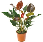 Anthurie "Flamingoblume"  im aktuellen Netto mit dem Scottie Prospekt für 3,99 €