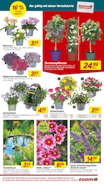 Teichpflanzen Angebot & Preis im aktuellen toom Baumarkt Prospekt Teichpflanzen Angebot im aktuellen toom Baumarkt Prospekt auf Seite 3