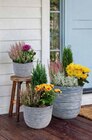 Bepflanztes Herbstarrangement im Angebot bei Netto Marken-Discount in Salzgitter Bepflanztes Herbstarrangement Angebote bei Netto Marken-Discount Salzgitter für 6,99 €