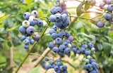 Kulturheidelbeeren von Royal Blue für 3,99 € bei EDEKA im Angebot Kulturheidelbeeren von Royal Blue im aktuellen EDEKA Prospekt