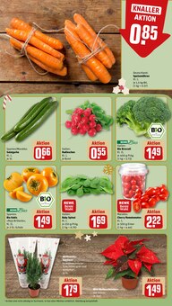 Zimmerpflanzen im aktuellen REWE Prospekt (Mannheim) Zimmerpflanzen im REWE Prospekt "Dein Markt" mit 24 Seiten (Mannheim)