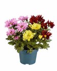 Chrysantheme bei Lidl im Prospekt "" für 1,99 €