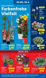 Aktueller Lidl Prospekt mit Zimmerpflanzen, "LIDL LOHNT SICH", Seite 7