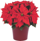 Poinsettia - GARDENLINE à 4,99 € dans le catalogue Aldi