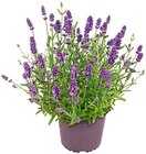 Lavendel im Angebot bei Penny in Wiesbaden Lavendel Angebote bei Penny Wiesbaden für 1,99 €