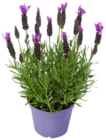 Aktuelle Lavendel Angebote bei Kaufland in Wuppertal Aktuelles Schopflavendel Angebot bei Kaufland in Wuppertal ab 6,99 €