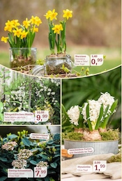 Aktueller Garten-Center Nordharz GmbH & Co. KG Prospekt mit Blumen, "Zoo & Co.", Seite 2