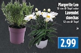 EDEKA Beselich - Marguerite Leo Angebot im Prospekt Marguerite Leo bei EDEKA im Beselich Prospekt für 2,99 €