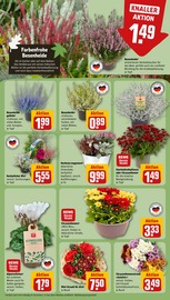 Blumen Angebote im Prospekt "Dein Markt" von REWE auf Seite 11