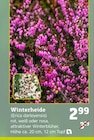 Winterheide (Erica darleyensis) von  im aktuellen Pflanzen Kölle Prospekt für 2,99 €