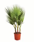 Lidl - Winterharte Palme Angebot im Prospekt Winterharte Palme bei Lidl im Prospekt "" für 14,99 €