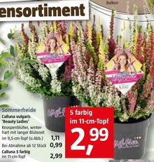 Sommerheide bei BAUHAUS in Grevenbroich Sommerheide im Angebot bei BAUHAUS Grevenbroich