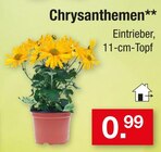Aktuelles Chrysanthemen Angebot bei Zimmermann in Hannover ab 0,99 €