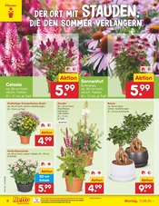 Aktueller Netto Marken-Discount Prospekt mit Stauden, "Aktuelle Angebote", Seite 8